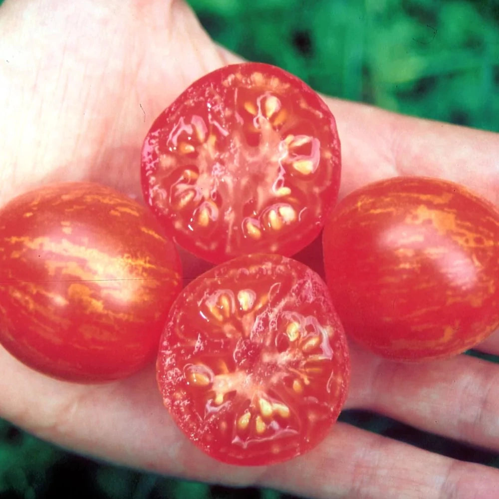 Tomaten Fuzzy Wuzzy Samen Bio