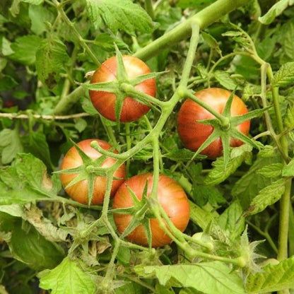 Kirschtomate Purple Bumble Bee