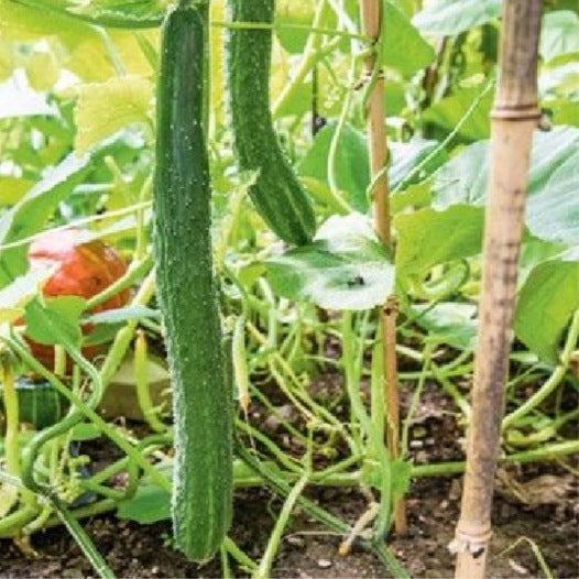 Gurke Grün Lang aus China (Schlangengurke) Samen Bio