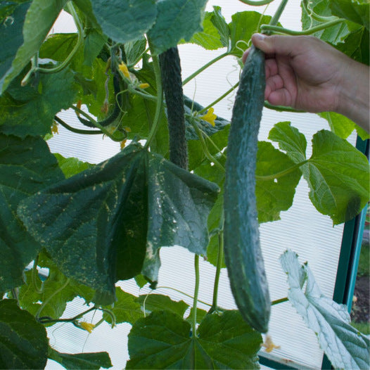 Gurke Grün Lang aus China (Schlangengurke) Samen Bio