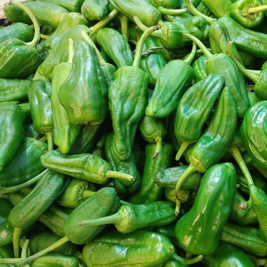 Pepper Padron Bio