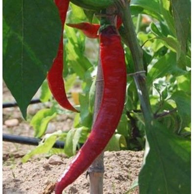 Paprika Long des Landes Samen Bio