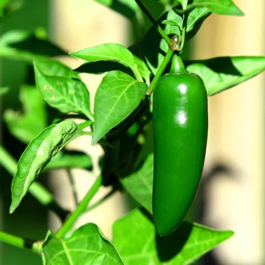 Jalapeño-Pfeffersamen aus biologischem Anbau