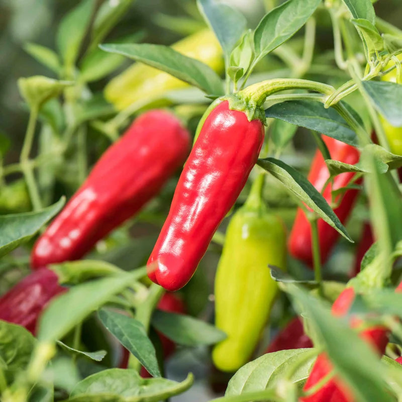 Milde rote/frühe Chili-Peperoncini aus biologischem Anbau