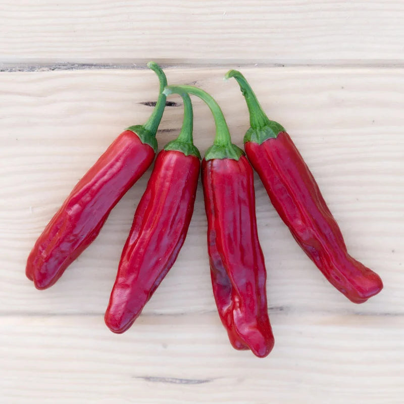 Milde rote/frühe Chili-Peperoncini aus biologischem Anbau