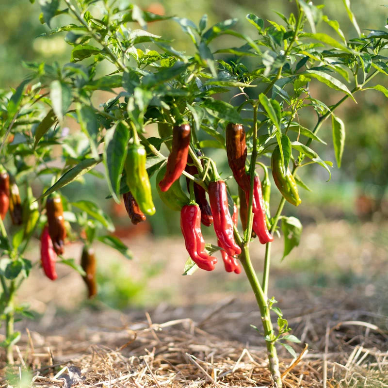 Milde rote/frühe Chili-Peperoncini aus biologischem Anbau