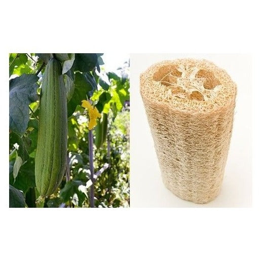 Kürbis-Biskuit-Luffa-Samen Bio