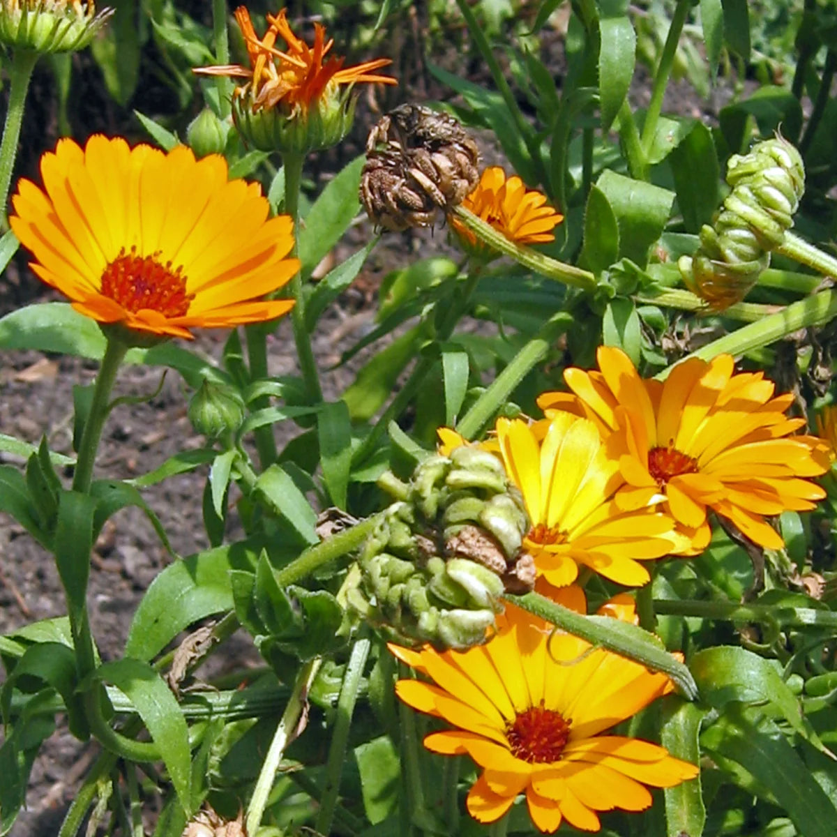 Ringelblume Ringelblumensamen Bio (Calendula) 