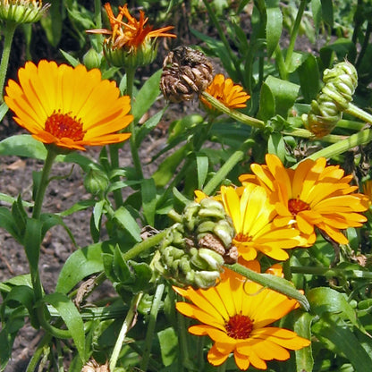 Ringelblume Ringelblumensamen Bio (Calendula) 