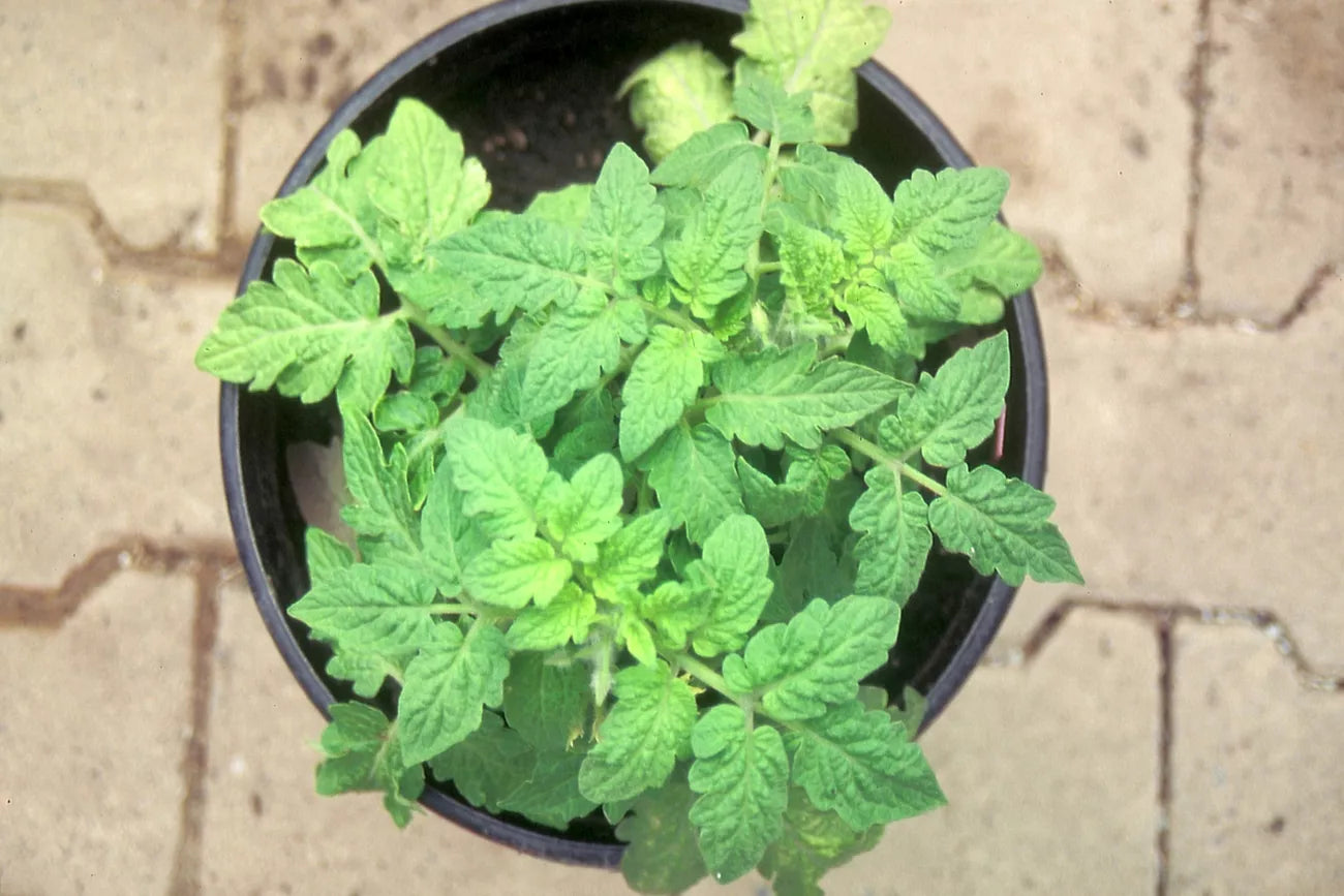 Bio-Samen der Tomate Tigerette Cherry