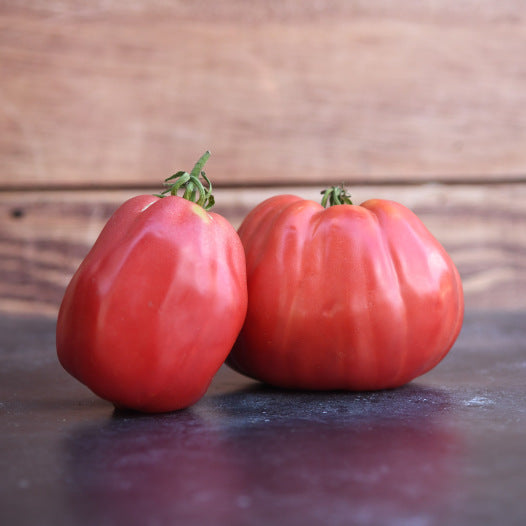 Samen der Tomate Grosse des Marais