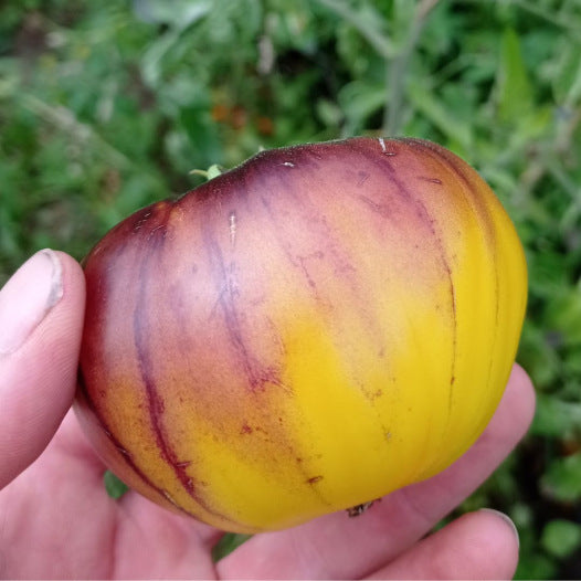 Bio-Samen der Wolverine-Tomate