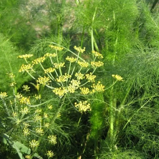 Fenchel Wilde