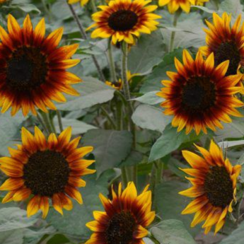 Sonnenblumen-Ring of Fire-Samen Bio 