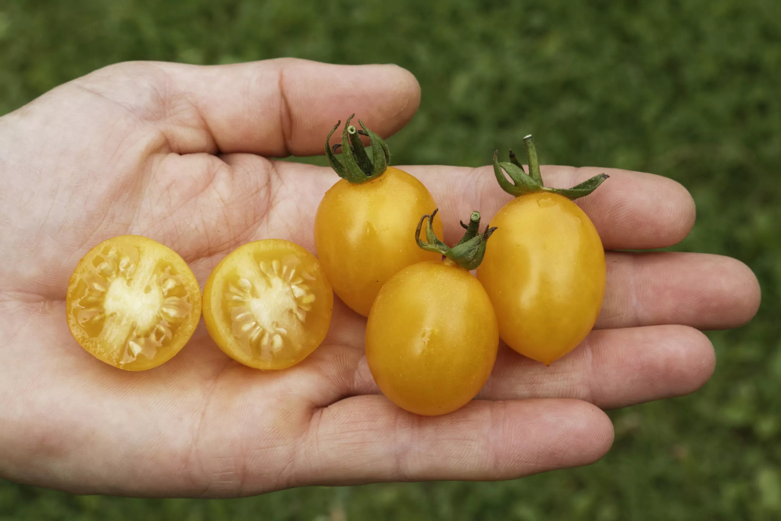 Tomaten-Slivovidny-Bio-Samen