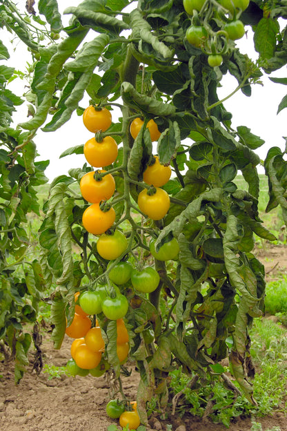 Bio-Tomaten-Dorada-Samen