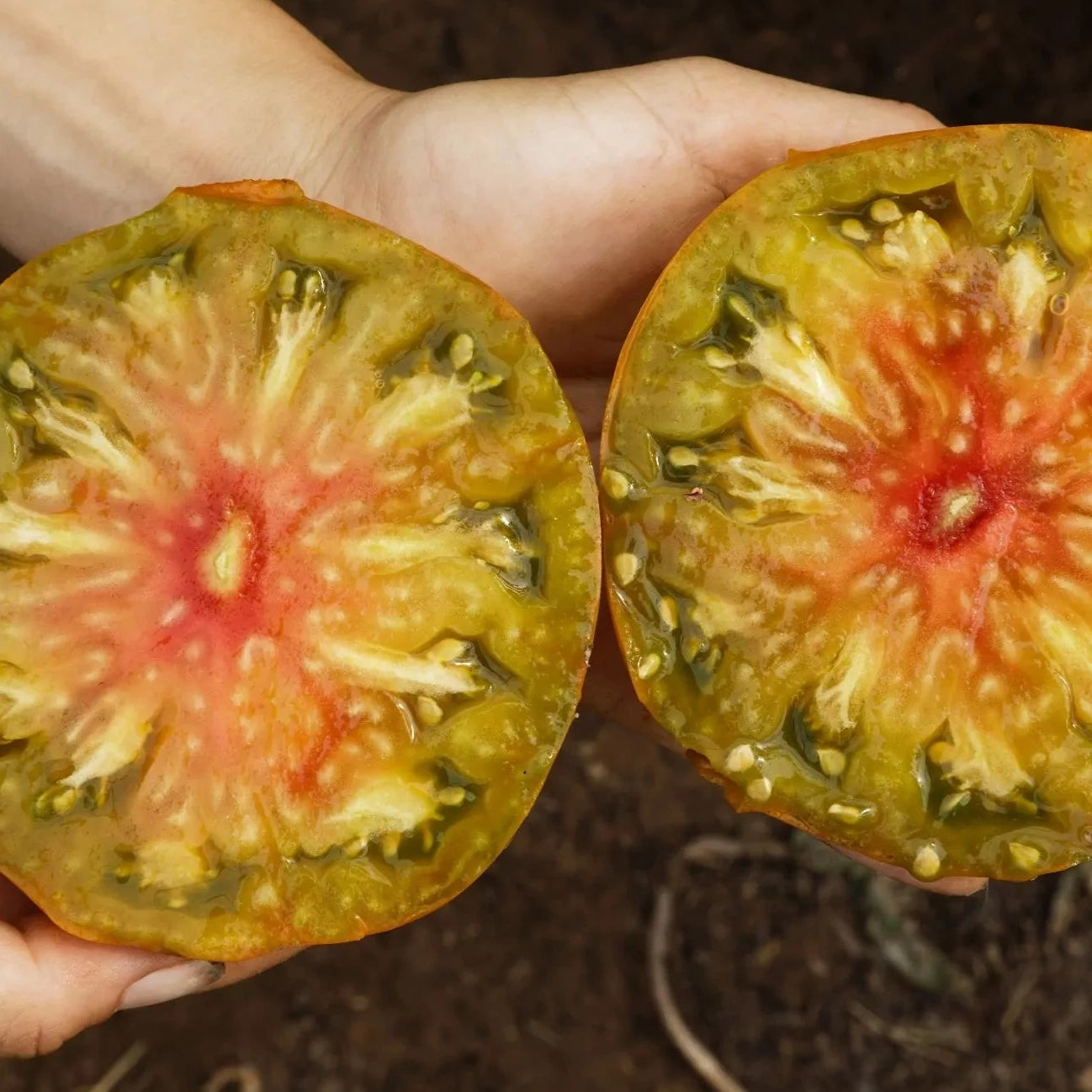 Tomaten-Ananori-Bio-Samen