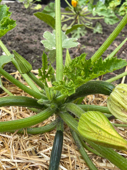 Bio-Zucchini-Samen von Black Beauty