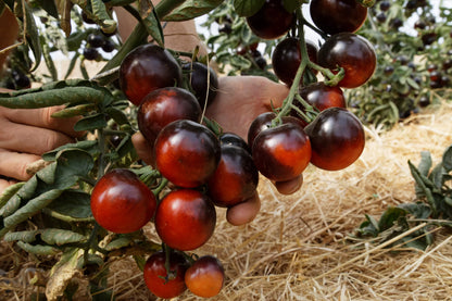 Tomaten-Indigo-Rosen-Bio-Samen