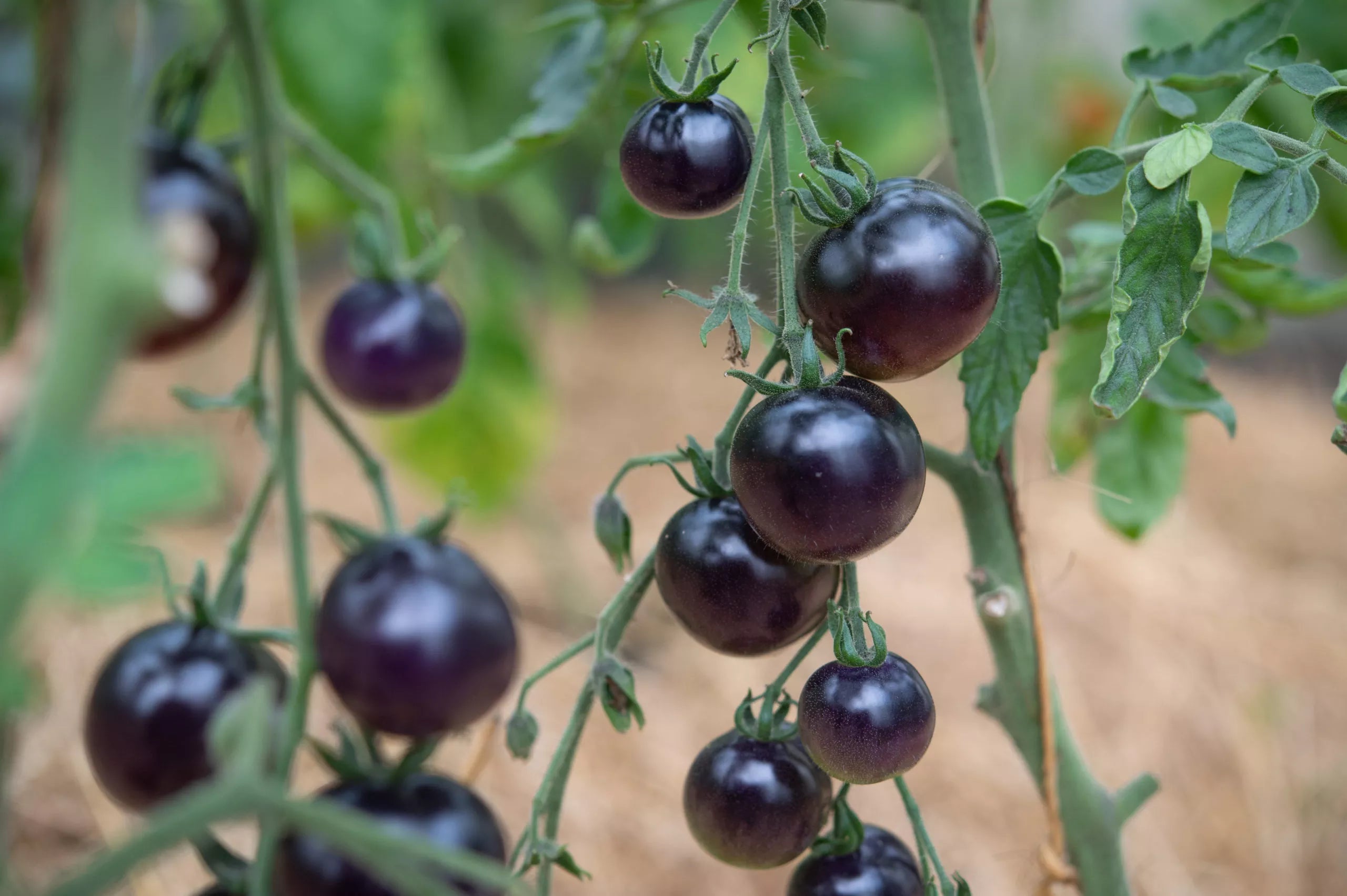 Tomaten-Indigo-Rosen-Bio-Samen