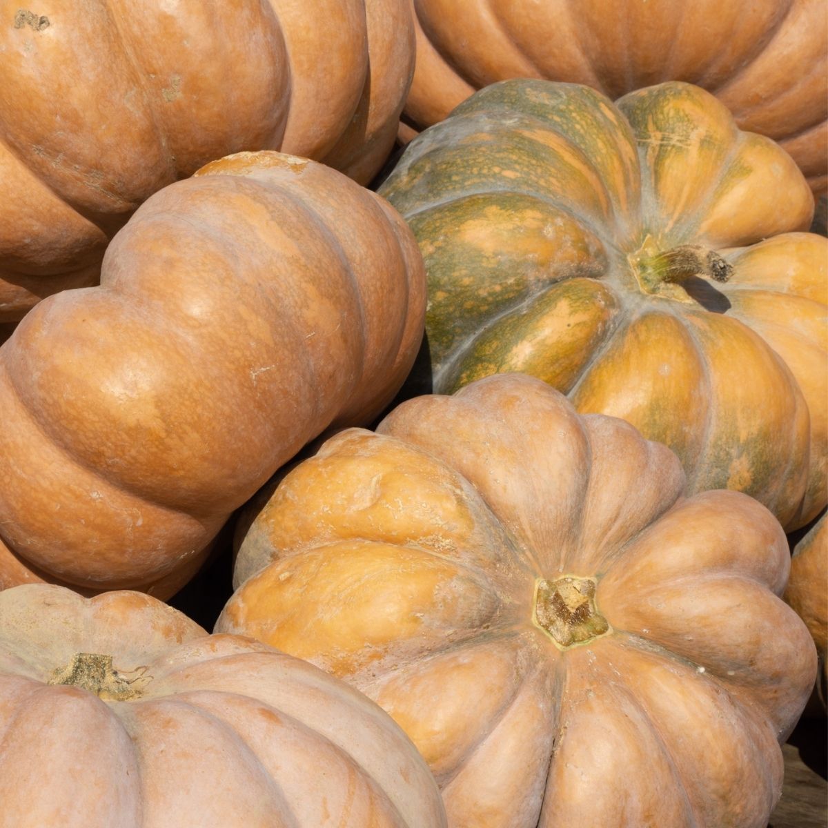 Bio-Samen der Musquee de Provence