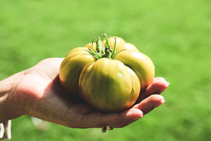 Immergrüne Tomatensamen