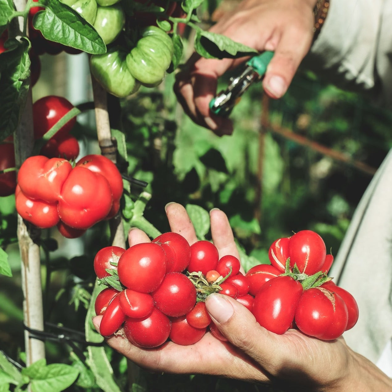 Tomaten-Voyage-Samen