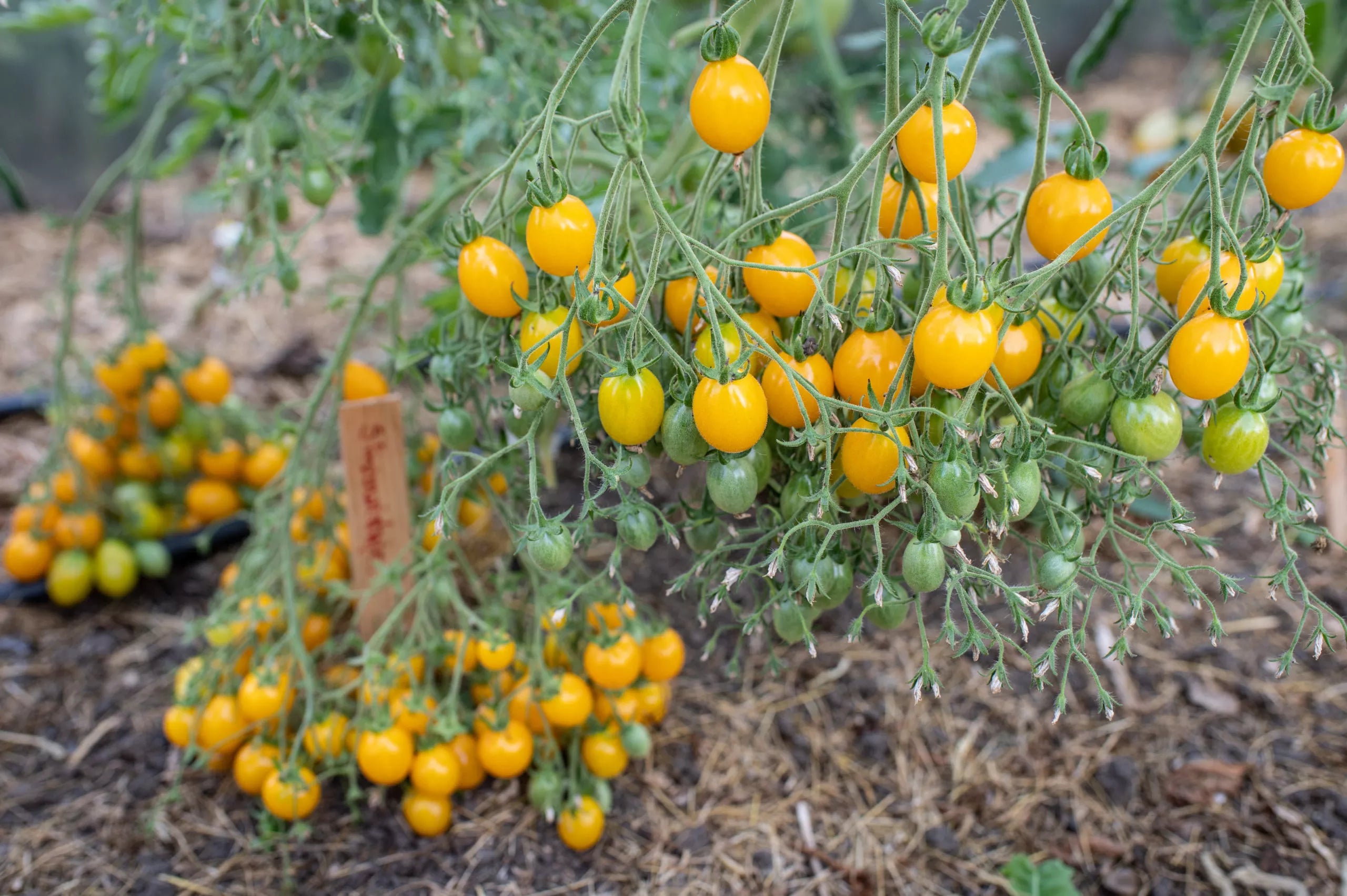 Tomaten-Slivovidny-Bio-Samen