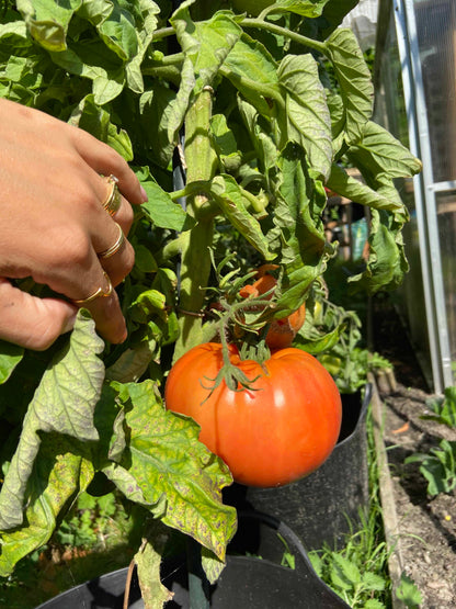 Bio-Tomaten-Marmande-Samen