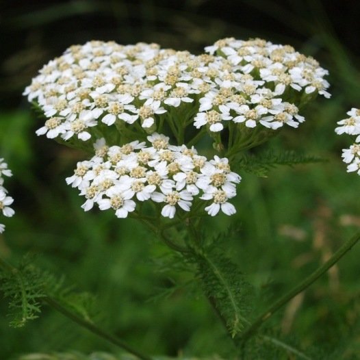 Schafgarbensamen Bio