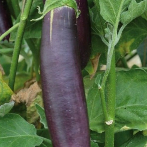 Aubergine langlila aus Barbentansamen Bio