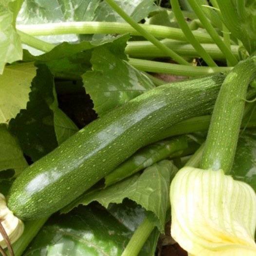 Zucchini Mutabile Samen Bio