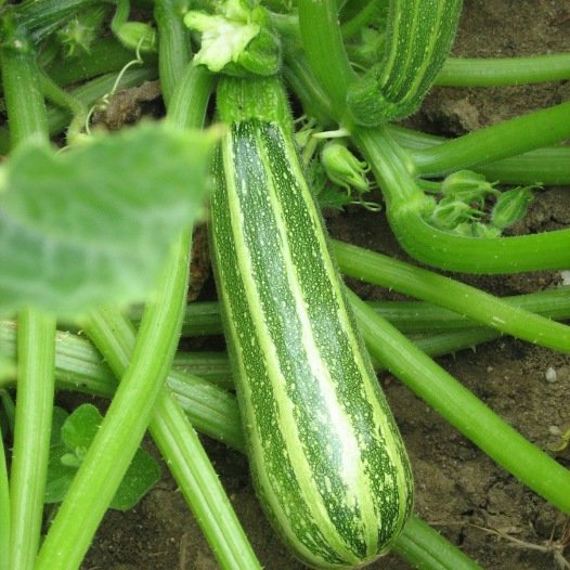 Zucchini Verte d'Italie Samen Bio