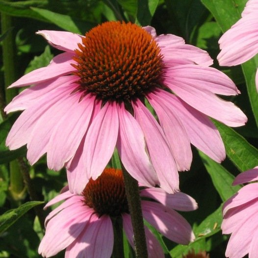 Echinacea Purpurea Bio