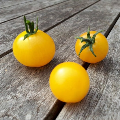 Kirschtomaten-Balconi-gelbe Samen aus biologischem Anbau