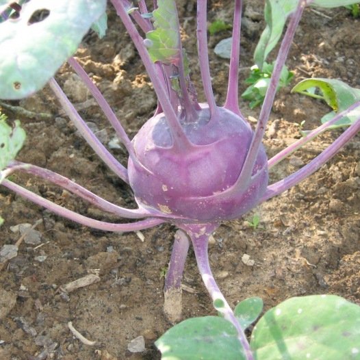 Kohlrabi Delikatess Blausamen Bio