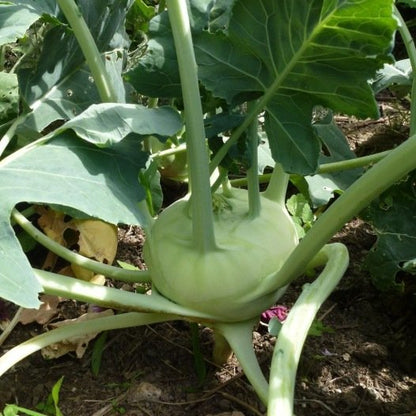 Kohlrabi Delikatess weiße Samen Bio