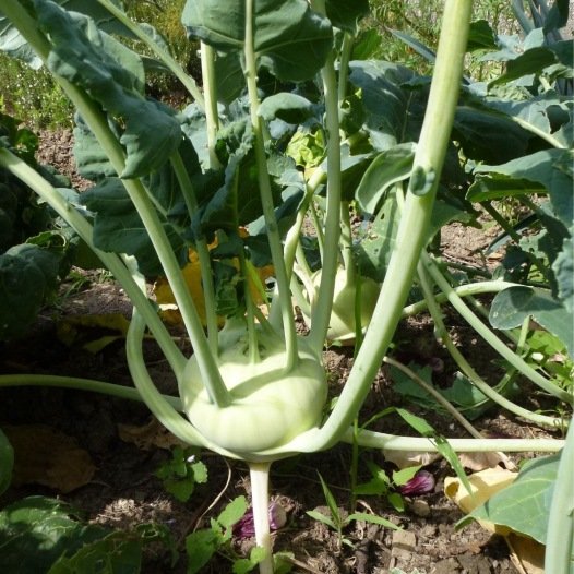 Kohlrabi Delikatess weiße Samen Bio