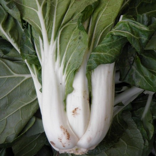 Pak Choi Taisai Samen Bio