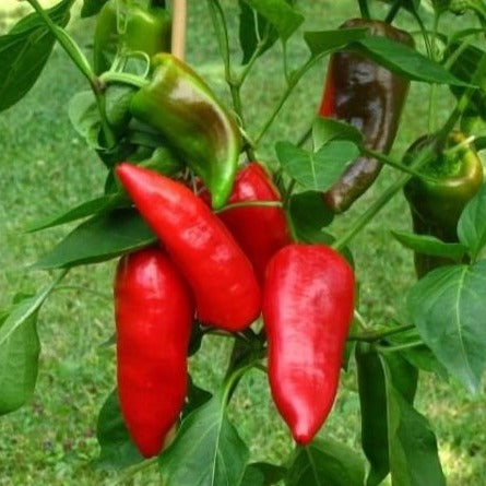 Paprika Pantos Samen Bio