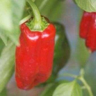 Paprika Rosso Samen Bio