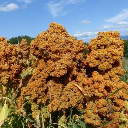 Quinoa-Samen