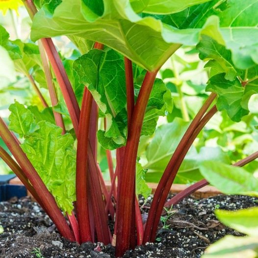 Rote Rhabarbersamen aus biologischem Anbau