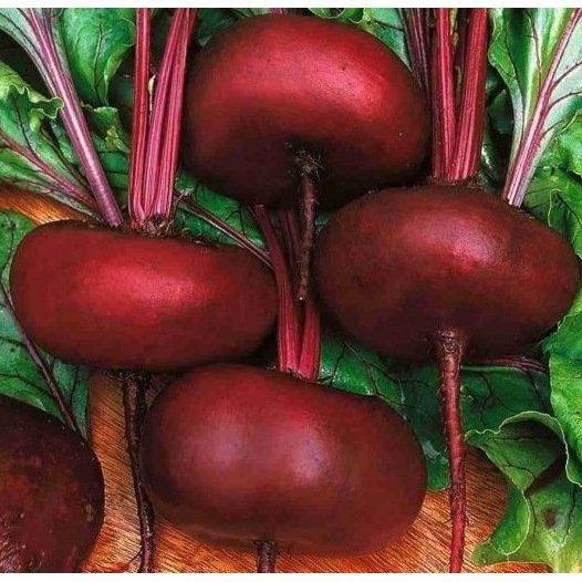 Rote-Bete-Teller von Egypt Seeds