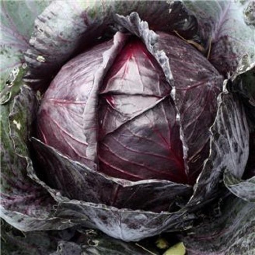 Rotkohl-Amaranth-Samen