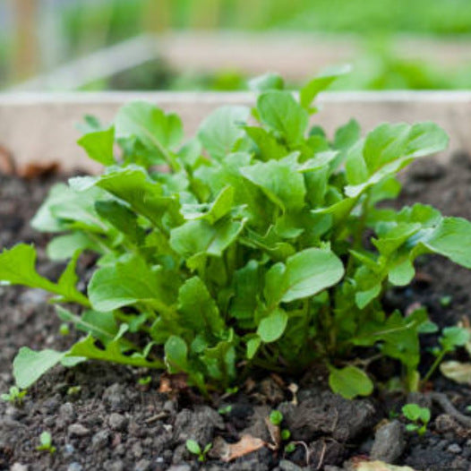 Rucola-Wasabi-Samen