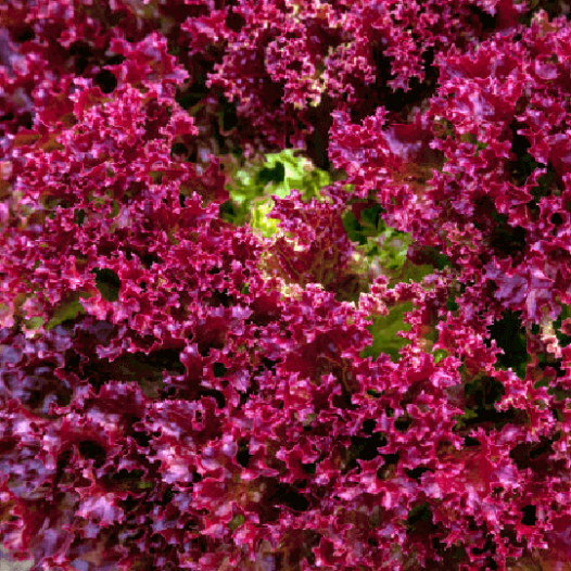 Römersalat-Samen Lollo Rossa