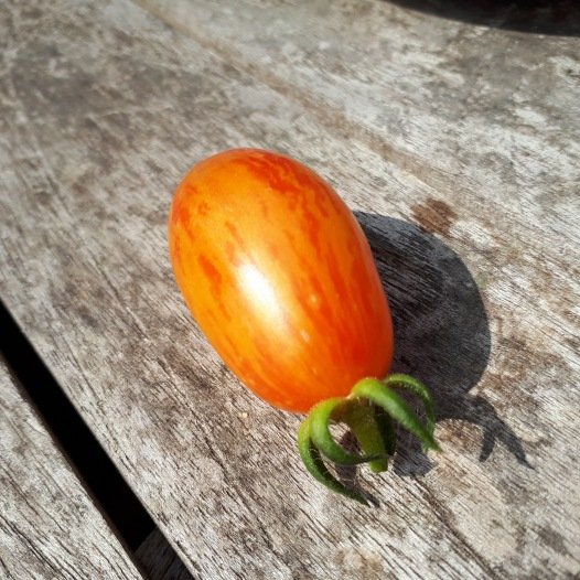 Tomaten-Blush-Samen