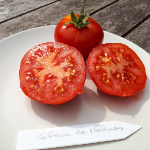 Tomatensamen Glorie van Mechelen