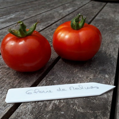 Tomatensamen Glorie van Mechelen